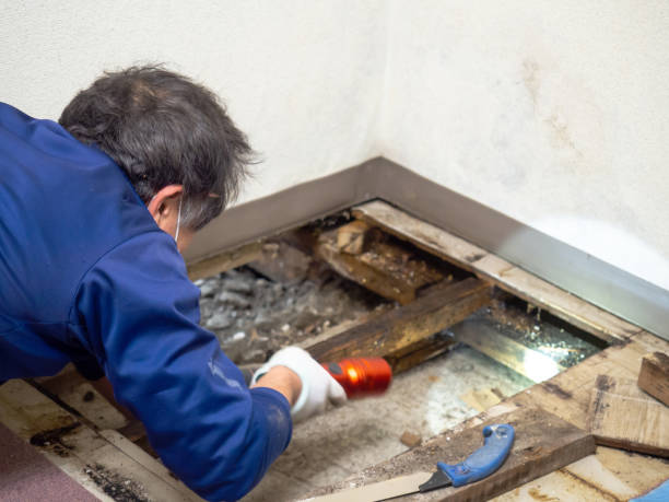 Best Mold Remediation  in Lyons, WI