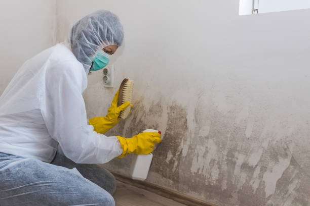 Best Mold Damage Repair  in Lyons, WI