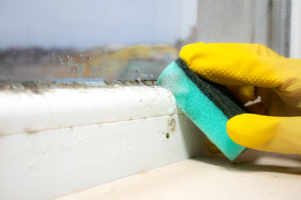 Best Mold Removal and Inspection  in Lyons, WI