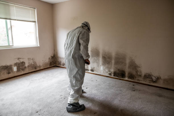 Mold Removal Process in Lyons, WI