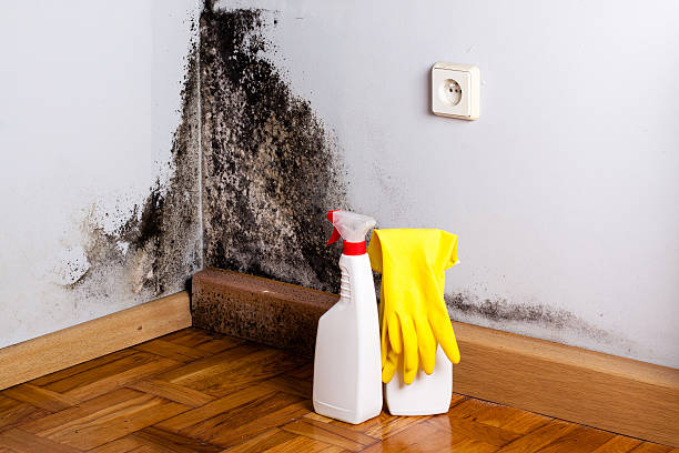 Best Mold Damage Repair  in Lyons, WI